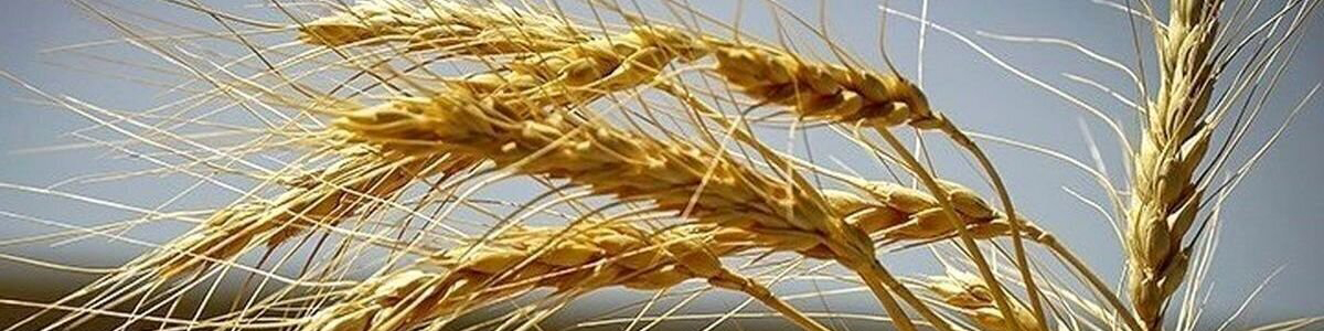 آغاز قطع برق چاههای کشاورزی/ موافقان و مخالفان افزایش نرخ خرید تضمینی گندم چه میگویند؟