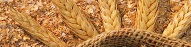 ۲۱۱ همت به گندمکاران پرداخت شد