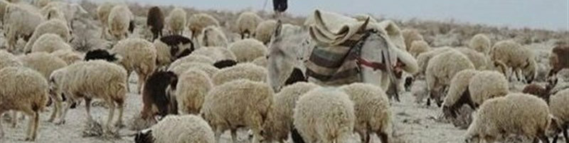 خشکسالی در کمین تولید گوشت قرمز/ واردات دام افغانستانی به ایران