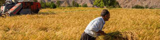 خبرهای خوشی برای گندمکاران در راه است